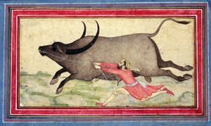 Weglopende Buffel, Johnson Album XIV, no.11, verso, c.1700 door School Mughal