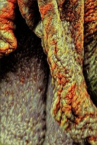 Boomstam, 2021 door Scott J. Davis