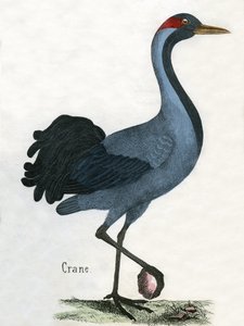 Antieke Afdruk van een Kraanvogel