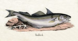 Antieke prent van een schelvis