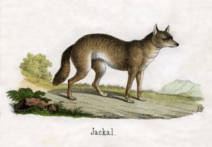 Antieke prent van een jakhals
