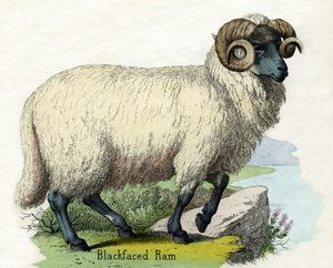 Antieke prent van een Norfolk Horn Ram door Scottish School