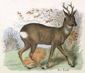Antieke prent van een ree bok door Scottish School