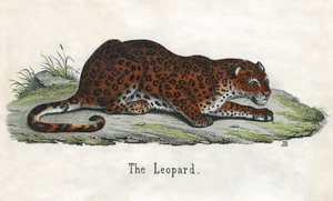 Antieke prent van een Afrikaanse luipaard door Scottish School