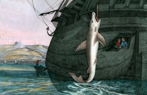 Grote Witte Haai Gevangen op Zee door Scottish School