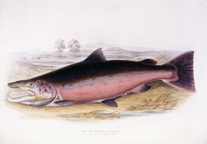 Salmo Salar
