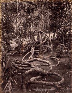 Een klimplant in de Peradeniya-tuinen, Ceylon