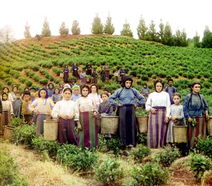 Een groep jonge Griekse vrouwen en kinderen die thee oogsten, Chakva, Russisch rijk, tussen 1905 en 1915
