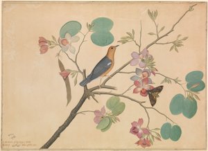 Een Oranjehoofdgrondlijster en een Doodshoofdvlinder op een Paarse Ebbenhouten Orchideetak door Shaikh Zain ud Din (fl.1777 83)