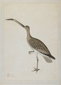 Oostelijke wulp die een modderkruiper verslindt door Shaikh Zain ud Din (fl.1777 83)