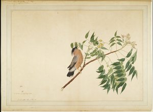Brahminy Spreeuw op Neem Boom Tak, folio uit een Serie in Opdracht van Lady Impey, 1780 door Shaikh Zain ud Din