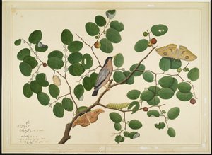 Brahminy Spreeuw met Twee Antheraea Motten, Rups en Cocoon op Indiase Jujube Boom, folio uit een Serie in Opdracht van Lady Impey, 1777 door Shaikh Zain ud Din