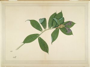 Kreupelgemberplant, folio uit een Serie in Opdracht van Lady Impey, c.1780