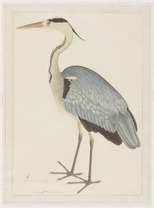 Grijze Reiger, folio uit een Serie in Opdracht van Lady Impey, ca. 1780-82 door Shaikh Zain ud Din