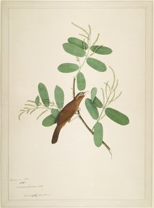 Hwamei op Terminalia Tak, folio uit een Serie in Opdracht van Lady Impey, 1780