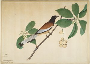 Roodbuikige boompieper en rups op tak, folio uit een serie in opdracht van Lady Impey, 1777