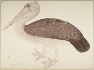 Gevlekte Pelikaan, folio uit een Serie in Opdracht van Lady Impey, ca. 1780-82 door Shaikh Zain ud Din