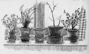 Dode planten op een vensterbank, 1952 door Shirley Markham