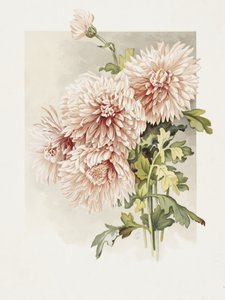 Chrysanten