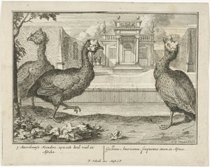 Parelhoenders door Sieuwert van der Meulen