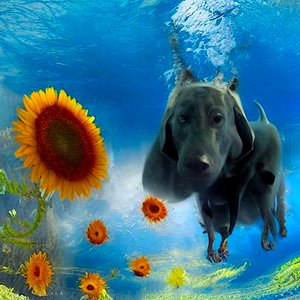 Onderwaterhond: Een duik in het onverwachte door Silvia Martini