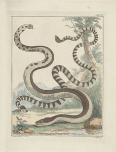 Platstaartslangen door Simon Fokke