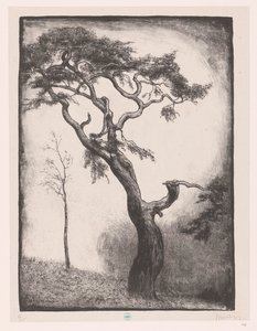 Dennenboom