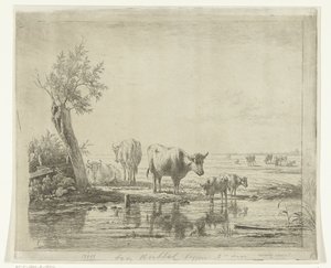 Weidelandschap met koeien bij water