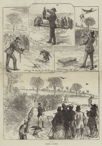 Valkenjacht in Hendon