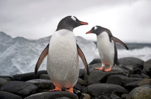 Twee gentoo pinguïns, Pygoscelis papua, op een rotsachtige kust. Antarctica, 2022 door Sisse Brimberg