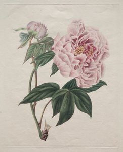 Chinese boompioen Paeonia suffruticosa, ca. 1820 door Smith