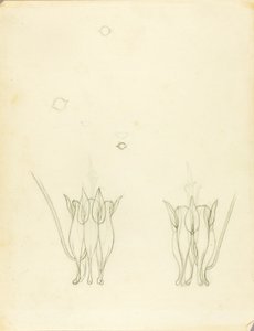 Acacia