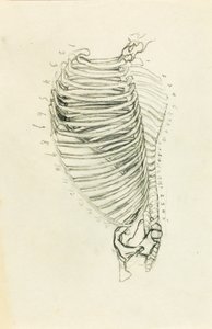 Anatomie