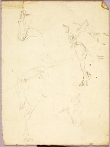 Paarden