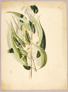 Plantenstudie, laat 19e-vroeg 20e eeuw