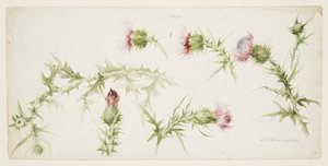 Zes Studies van Distels door Sophia L. Crownfield