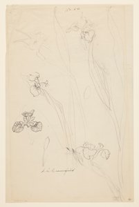 Studies van irissen door Sophia L. Crownfield