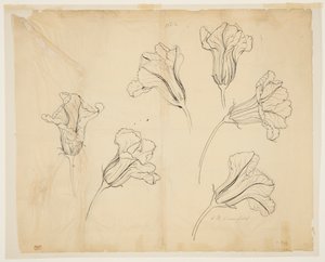 Studies van pompoen- of kalebasbloemen