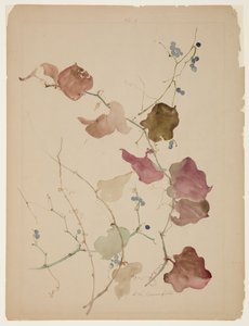 Studie van Clematis Wijnstok met Blauwe Bessen