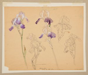 Studie van irissen
