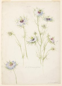 Studie van juffertje-in-het-groen door Sophia L. Crownfield