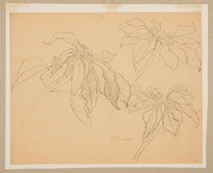 Studie van Poinsettia