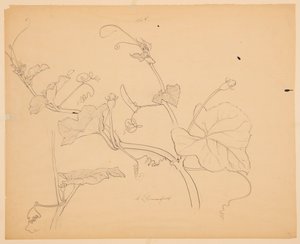 Studie van Pompoenranken door Sophia L. Crownfield
