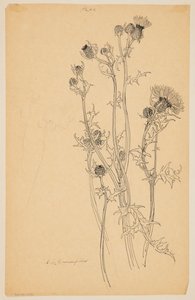 Studie van distelplanten