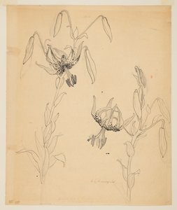 Studie van tijgerlelies door Sophia L. Crownfield