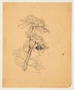 Studie van Twee Chrysanten