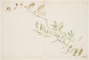 Studie van Wisteria-bladeren