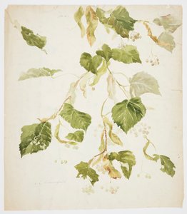 Studie van een lindetak door Sophia L. Crownfield