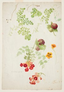 Studie van Venushaarvaren, trompetbloem en Oost-Indische kers door Sophia L. Crownfield