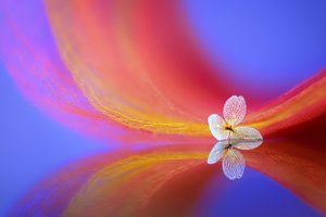 Tere bloemenweerspiegeling